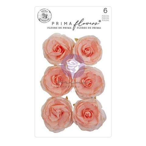 The Plant Department - Flowers - Peachy Keen